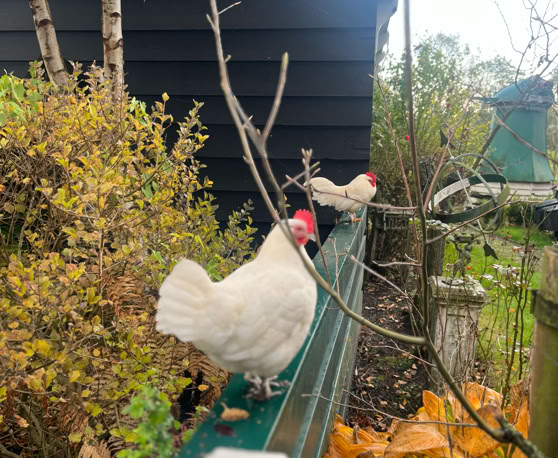 Maaike your local tourguide  wearing Dutch wooden shoes. Windmill, Tulips, Cheese, Zaanse Schans, Keukenhof, Volendam, Marken, Alkmaar.