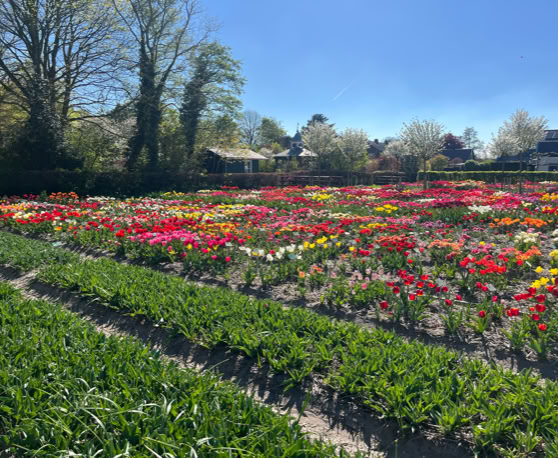 Maaike your local tourguide  wearing Dutch wooden shoes. Windmill, Tulips, Cheese, Zaanse Schans, Keukenhof, Volendam, Marken, Alkmaar.