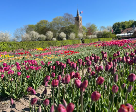 Maaike your local tourguide  wearing Dutch wooden shoes. Windmill, Tulips, Cheese, Zaanse Schans, Keukenhof, Volendam, Marken, Alkmaar.