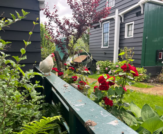 Maaike your local tourguide  wearing Dutch wooden shoes. Windmill, Tulips, Cheese, Zaanse Schans, Keukenhof, Volendam, Marken, Alkmaar.