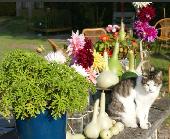 Maaike your local tourguide  wearing Dutch wooden shoes. Windmill, Tulips, Cheese, Zaanse Schans, Keukenhof, Volendam, Marken, Alkmaar.