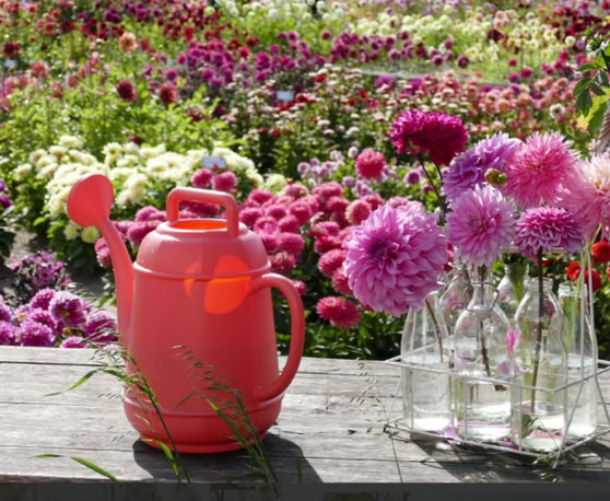 Maaike your local tourguide  wearing Dutch wooden shoes. Windmill, Tulips, Cheese, Zaanse Schans, Keukenhof, Volendam, Marken, Alkmaar.