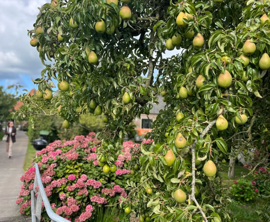 Maaike your local tourguide  wearing Dutch wooden shoes. Windmill, Tulips, Cheese, Zaanse Schans, Keukenhof, Volendam, Marken, Alkmaar.