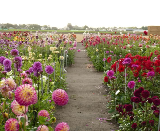 Maaike your local tourguide  wearing Dutch wooden shoes. Windmill, Tulips, Cheese, Zaanse Schans, Keukenhof, Volendam, Marken, Alkmaar.