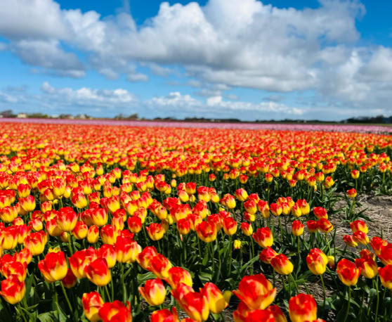 Maaike your local tourguide  wearing Dutch wooden shoes. Windmill, Tulips, Cheese, Zaanse Schans, Keukenhof, Volendam, Marken, Alkmaar.