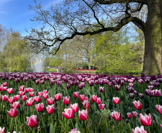 Maaike your local tourguide  wearing Dutch wooden shoes. Windmill, Tulips, Cheese, Zaanse Schans, Keukenhof, Volendam, Marken, Alkmaar.