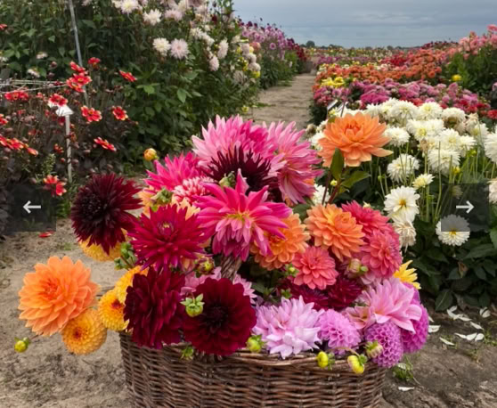 Maaike your local tourguide  wearing Dutch wooden shoes. Windmill, Tulips, Cheese, Zaanse Schans, Keukenhof, Volendam, Marken, Alkmaar.