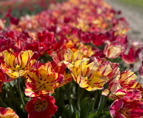 Maaike your local tourguide  wearing Dutch wooden shoes. Windmill, Tulips, Cheese, Zaanse Schans, Keukenhof, Volendam, Marken, Alkmaar.