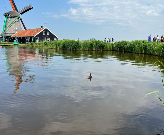 Maaike your local tourguide  wearing Dutch wooden shoes. Windmill, Tulips, Cheese, Zaanse Schans, Keukenhof, Volendam, Marken, Alkmaar.