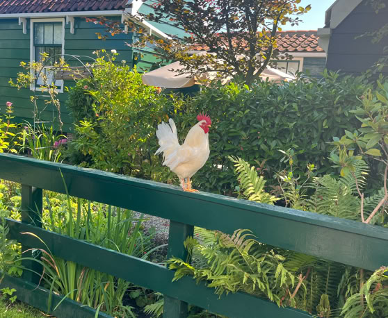 Maaike your local tourguide  wearing Dutch wooden shoes. Windmill, Tulips, Cheese, Zaanse Schans, Keukenhof, Volendam, Marken, Alkmaar.