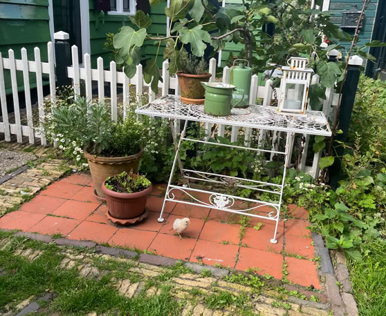 Maaike your local tourguide  wearing Dutch wooden shoes. Windmill, Tulips, Cheese, Zaanse Schans, Keukenhof, Volendam, Marken, Alkmaar.